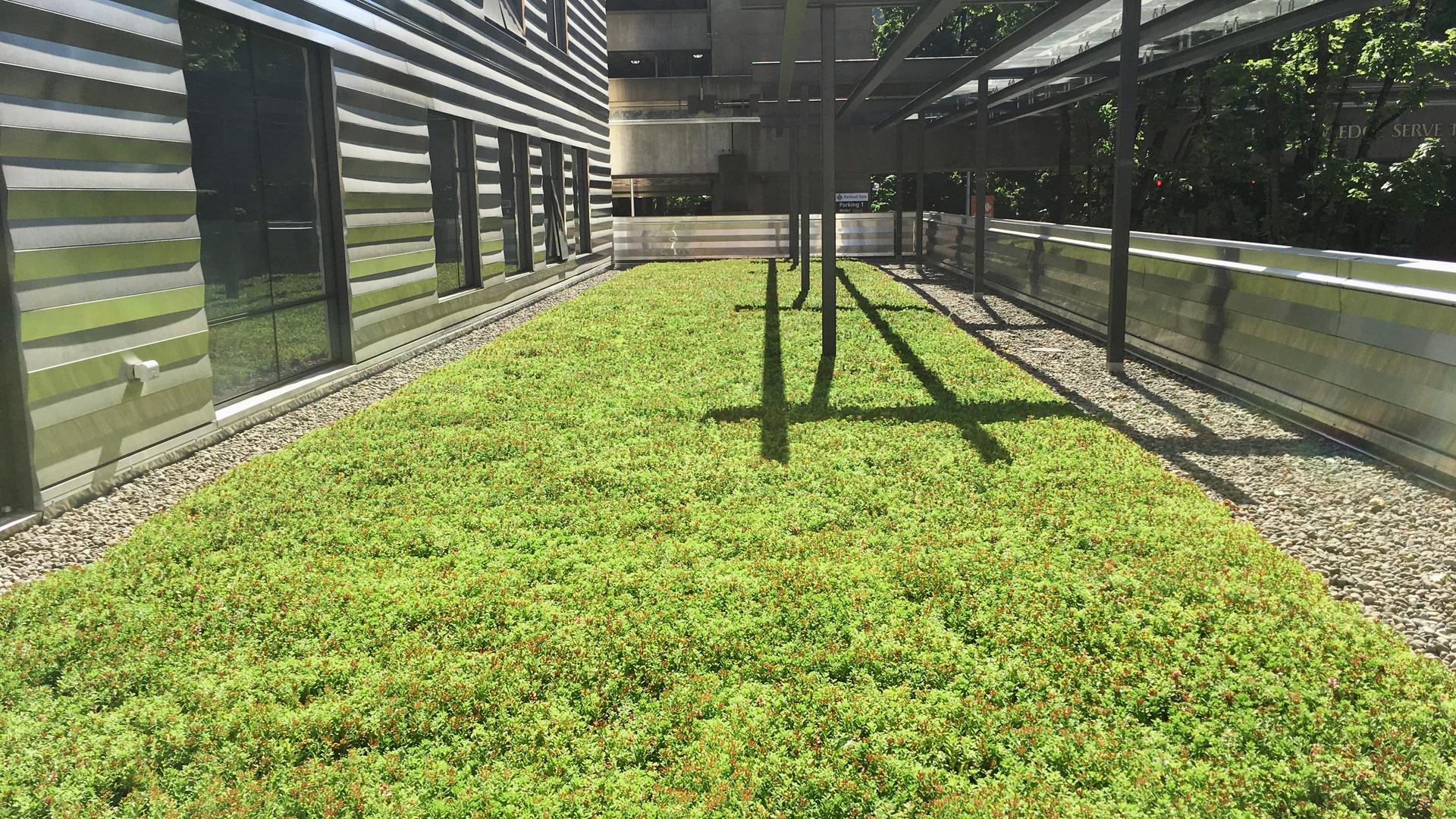 Groundcover detail at the PSU Karl Miller Center