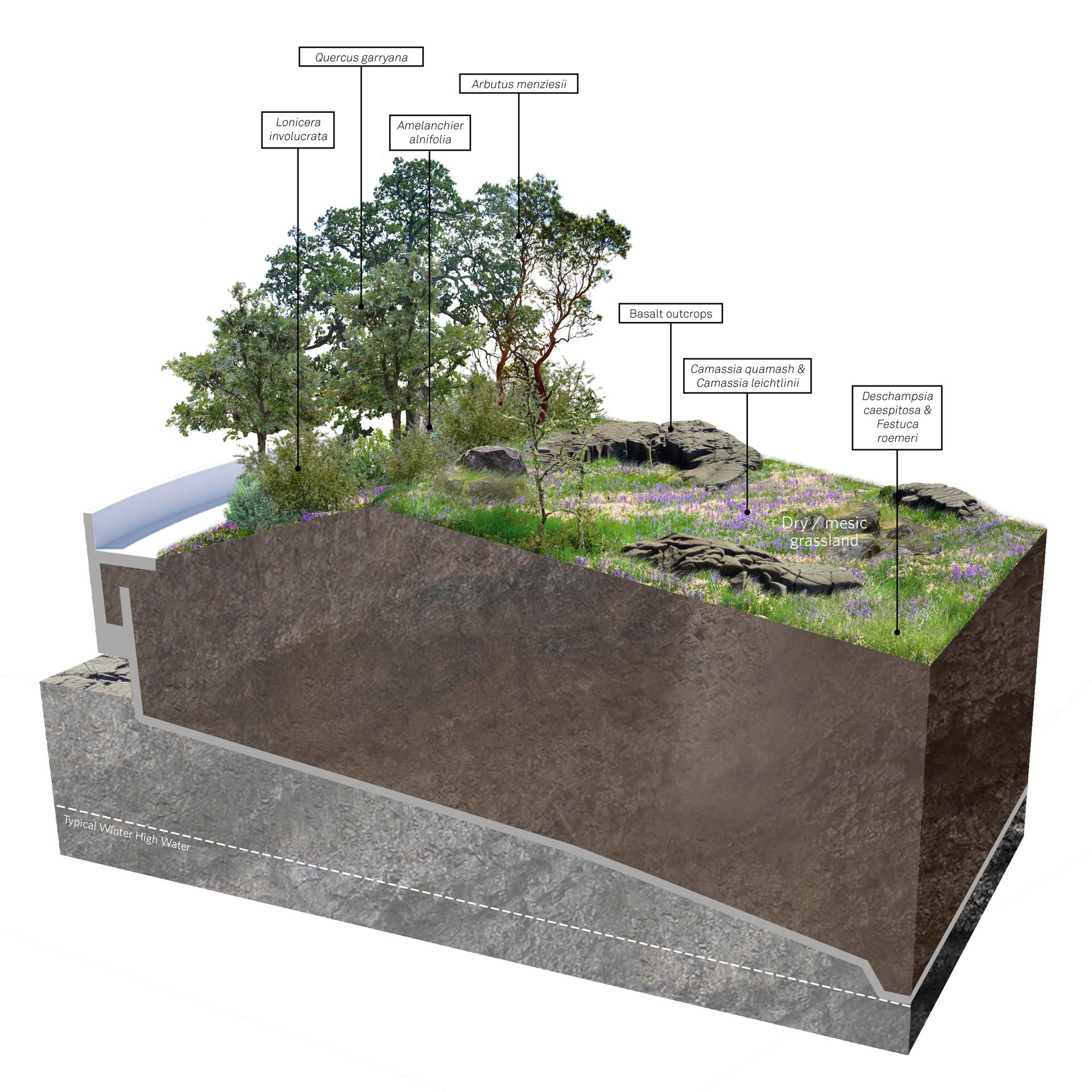 Illustration of oak woodland and savanna habitat with oaks, madrone, and grassland.